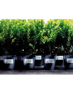 Etiqueta adhesiva... 2